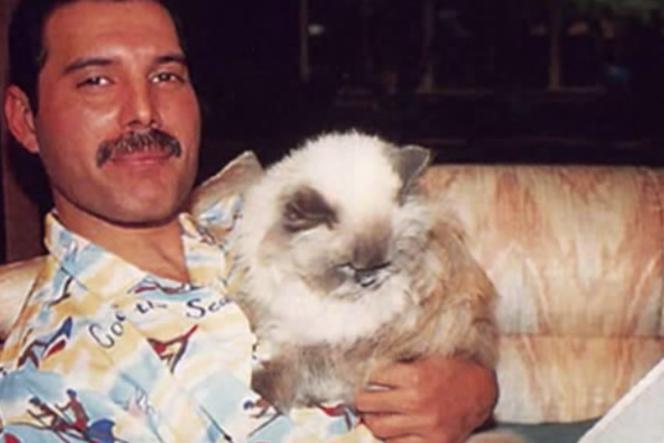 Freddie Mercury dziś miałby 70 lat. Wiedzieliście, że dzwonił do swoich kotów?