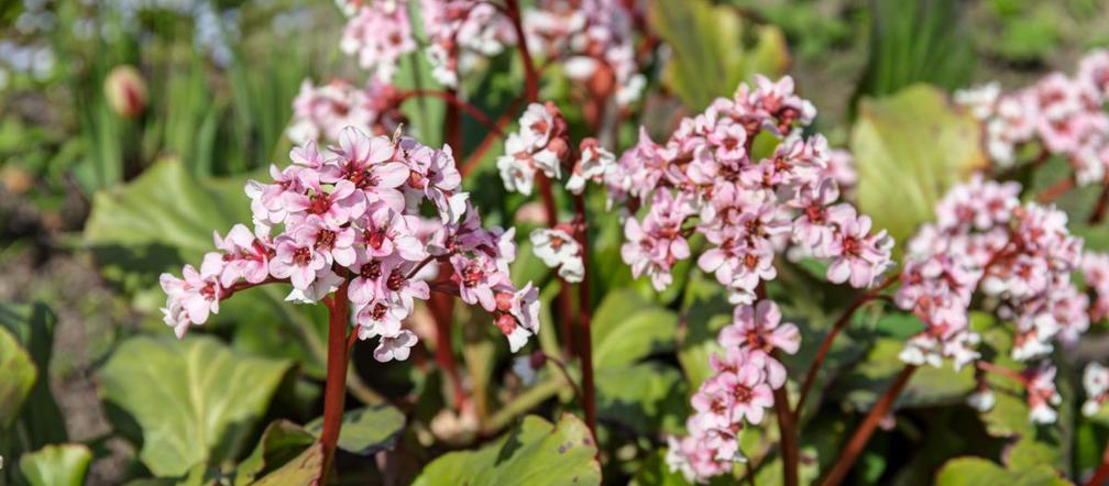 Bergenia grubolistna