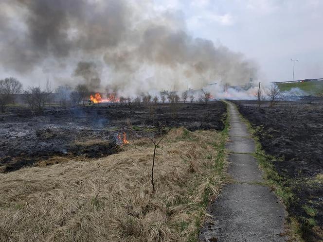 Wypalanie traw to śmiertelne zagrożenie. Giną ludzie i zwierzęta