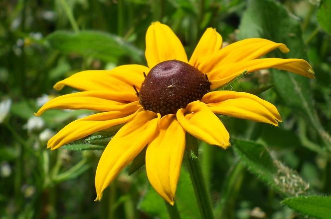 Rudbekia błyskotliwa