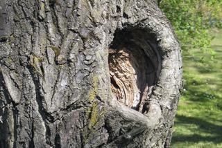 Jak uratować stare drzewa w ogrodzie?