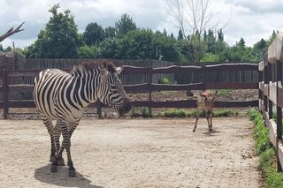 Mała zebra w zamojskim ZOO