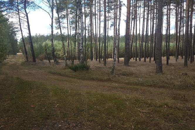 Nadleśnictwo Toruń ostrzega mieszkańców regionu! Chodzi o otwarte lasy