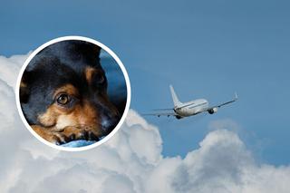 Zakaz latania z psami od 1 sierpnia. LOT wprowadza ważne zmiany
