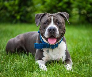 Fajne imiona dla psów