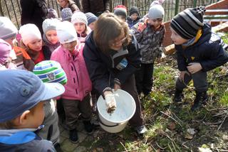 Szczecińskie szkraby uratują żaby