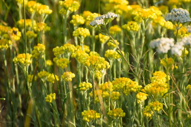 Kocanki piaskowe - Helichrysum arenarium