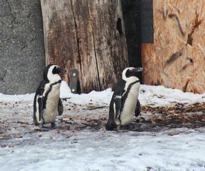 ZOO w Warszawie ma już 97 lat. Wielka feta w stołecznym ogrodzie! Jakie tajemnice kryje jego historia?