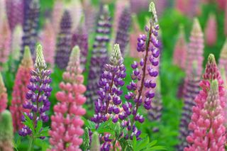 Łubin trwały - Lupinus polyphyllus