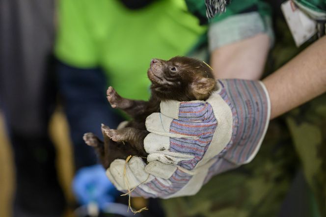 Najsłodsze trojaczki w Łodzi! W zoo urodziły się pieski leśne