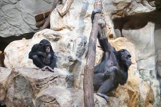 Czwarte urodziny szympansa Frodo