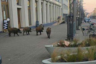 Nowe metody odstraszania dzików w Gdyni. Obejdzie się bez krzywdzenia zwierząt 