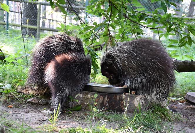 Baby boom w poznańskim zoo! Na świat przyszedł urson