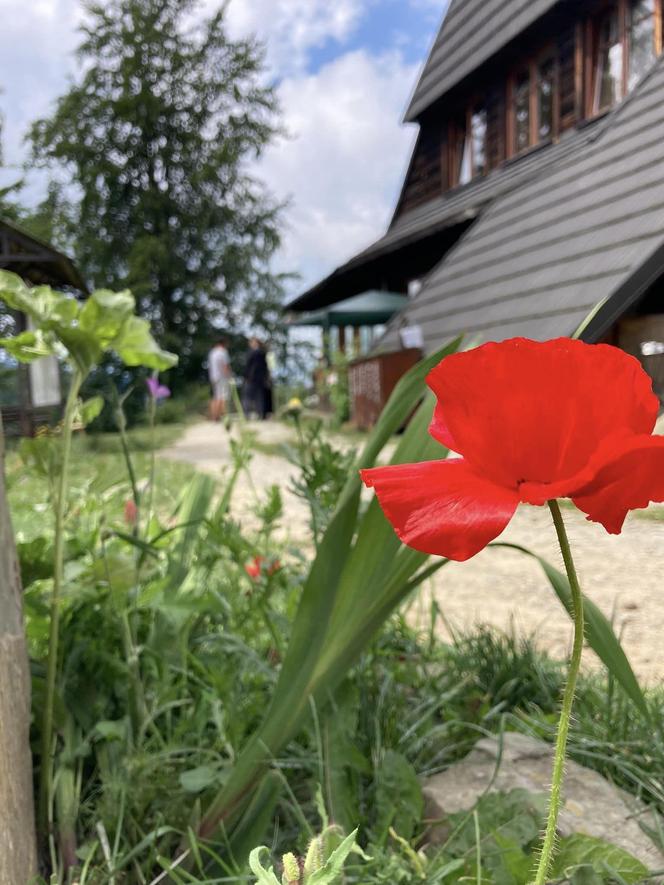 Bacówka Nad Wierchomlą w Beskidzie Sądeckim. To prawdziwy turystyczny hit!