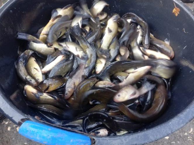 Szykują się dobre sezony! Do brodzkiego zalewu trafiło ponad 87 tys. sztuk ryb