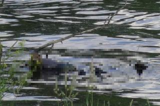 Makabra pod Legionowem. Ludzkie zwłoki pływały w Wiśle