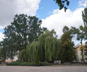 Plac Mordechaja Tenenbauma. To część Skweru przy Żabiej w Białymstoku