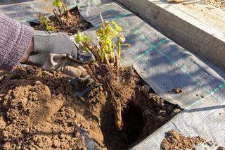 Jak sadzić maliny - sadzenie i uprawa malin w ogrodzie przydomowym