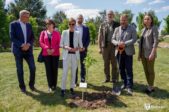 Potomek Dęba Bartka wyrośnie w Ogrodzie Botanicznym w Kielcach