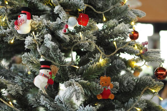 Jodła, świerk czy sosna. Jakie drzewko najlepiej wybrać na Boże Narodzenie?