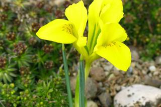 Kosaciec Danforda - Iris danfordiae