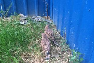 Pustułki przy Millenium Hall w Rzeszowie