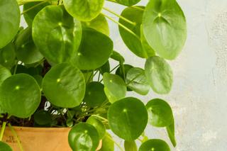 Pilea peperomioides, czyli kwiat pieniążek