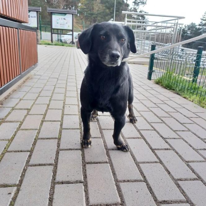 Samiec, około 3 lat, trafił do schroniska 25.04.2023, przekazany przez UG Dąbrowa Chełmińska 