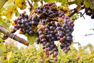 Jak uprawiać winorośl w ogrodzie. Winogrona - uprawa i pielęgnacja