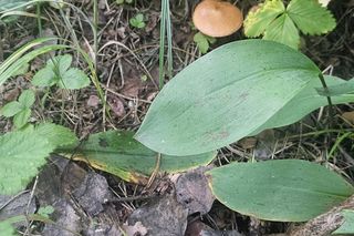 Sezon grzybowy w śląskich lasach rozpoczęty