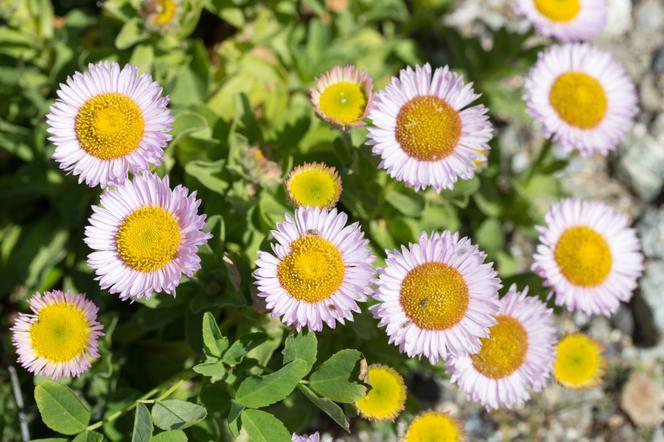 Przymiotno sine - Erigeron glaucus