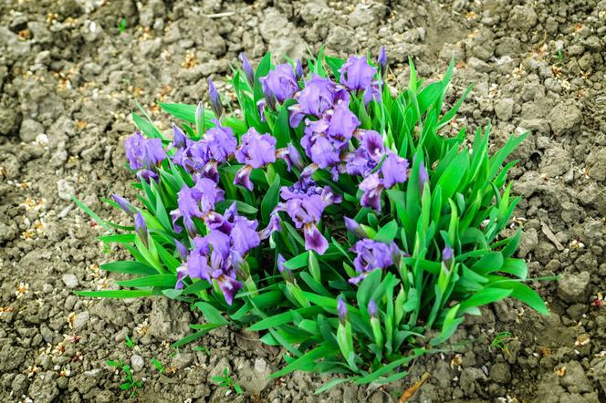 Kosaciec bezlistny - Iris aphylla