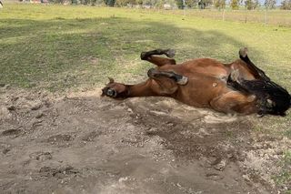 Nastolatek z mamą ratują konie po przejściach. Dzięki akcji Siano na siano zwierzęta przetrwają zimę