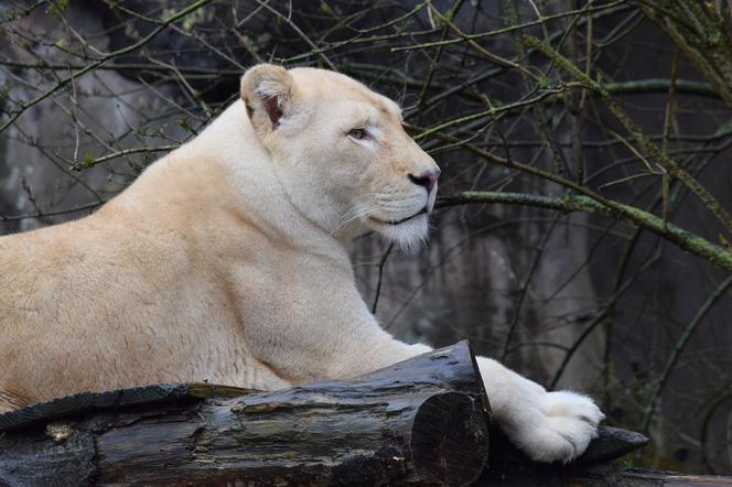 Dramatyczne sceny rozegrały się na wybiegu dla białych lwów w zoo w Borysewie