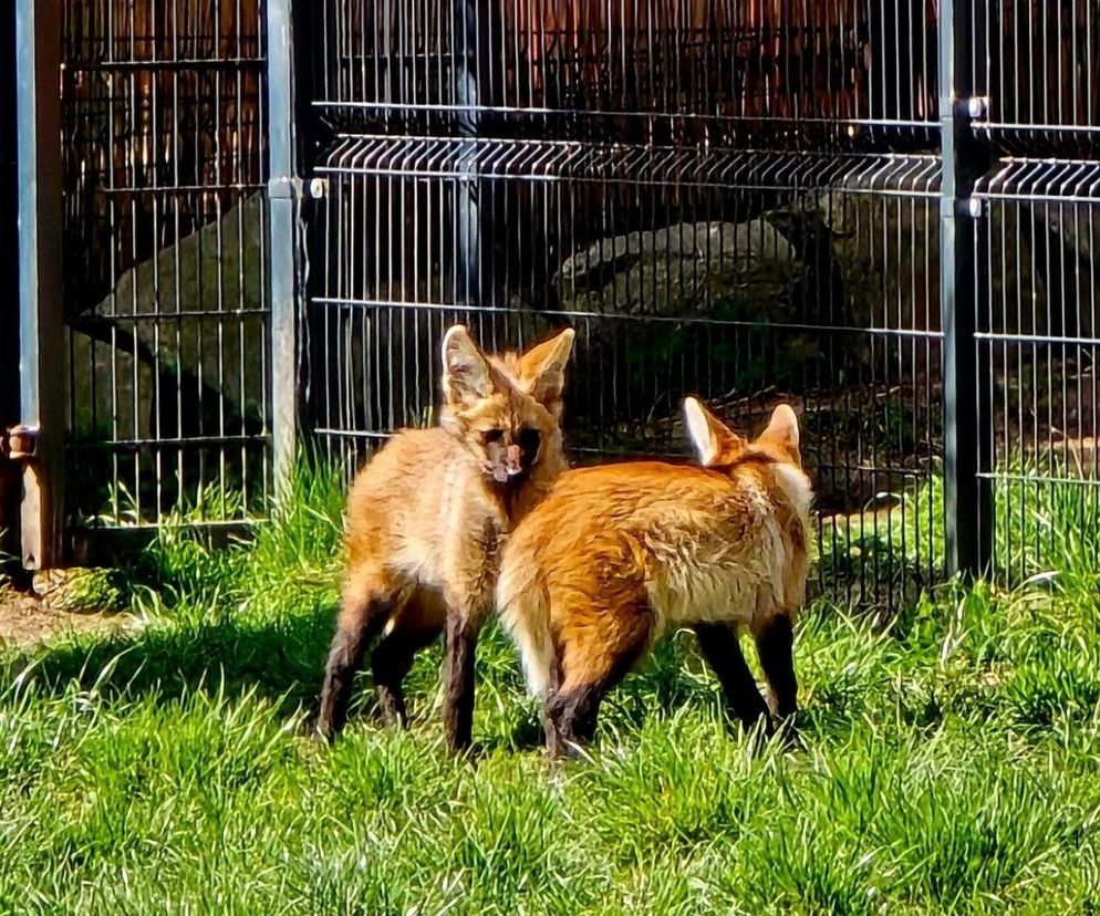 Wybierz imię dla samicy pampasowca z śląskiego ZOO