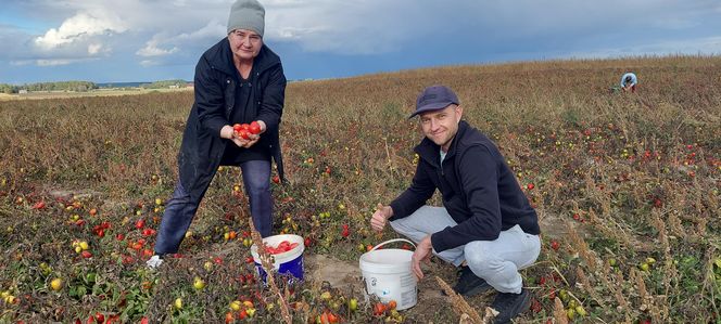 Samozbiory pomidorów na plantacji w Niewirkowie cieszą się powodzeniem