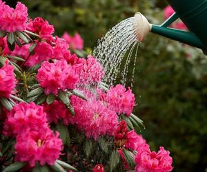 Kup na straganie i przygotuj nawóz do rododendronów. Po tej odżywcze krzewy obsypią kwiatami niczy cinkciarz dolarami. Domowy nawóz do rododendronów 