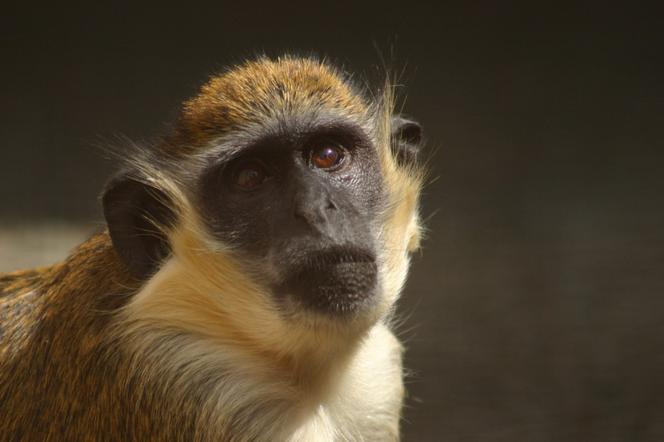 Tak wyglądają zwierzęta mieszkające w śląskim ZOO