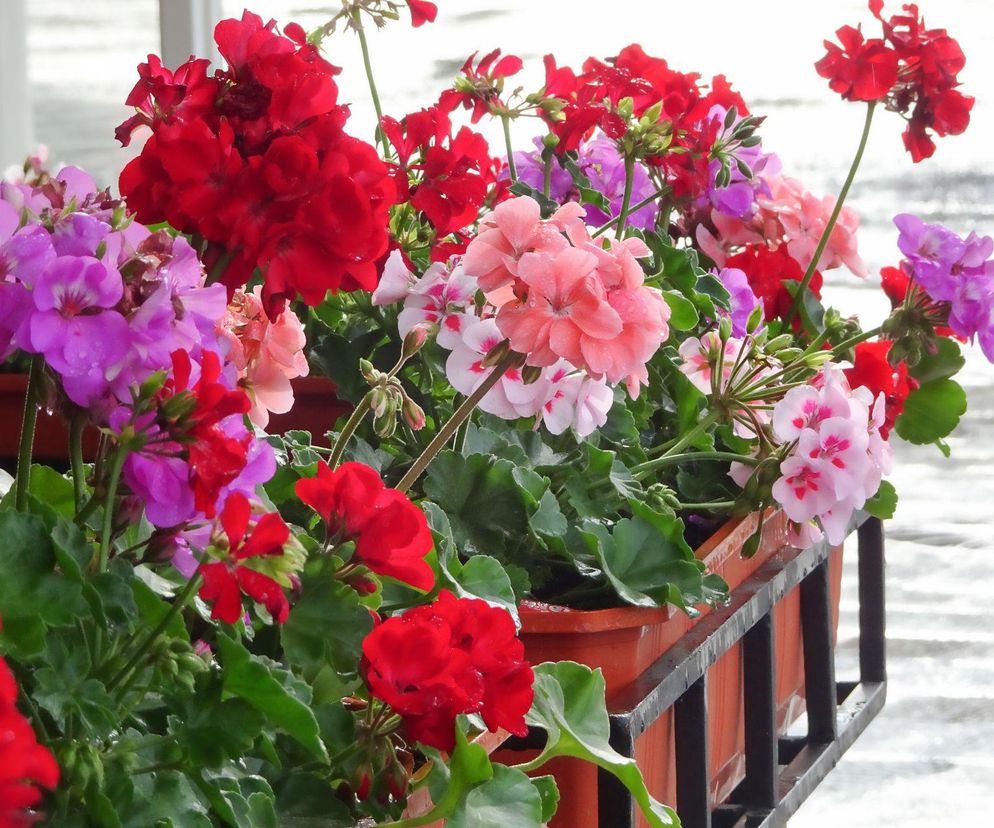 Pelargonie