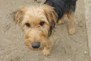 Schronisko w Boguchwale szykuje się na zimę. Możesz pomóc! 