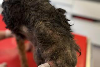 Bieszczadzki pies Teo walczy o zdrowie