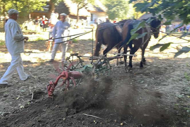Tradycyjne wykopki w Muzeum Wsi Lubelskiej. Tak kiedyś zbierano ziemniaki