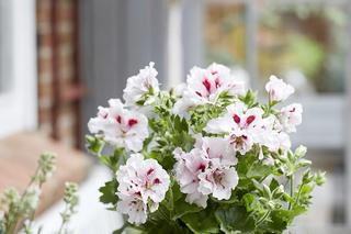 Pelargonia angielska