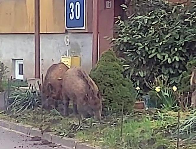 Dziki w Sosnowcu chodzą po osiedlach