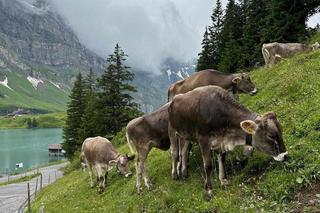 Czy Szwajcaria naprawde jest taka droga.