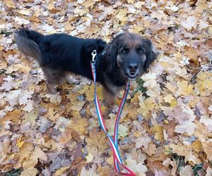 ​Śmieciarki ze zdjęciami psów wyjechały na ulice Leszna. Ruszyła akcja „Czysta Miłość”