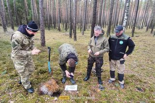 Krzyżackie i polskie monety w rękach badaczy! Szokujące odkrycie w Borach Tucholskich 
