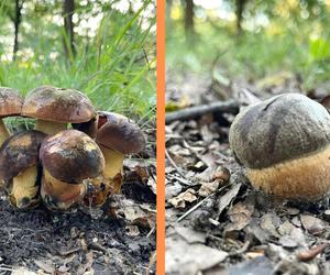 Wysyp grzybów w dolnośląskich lasach. Piękne okazy są m.in. pod Wrocławiem 