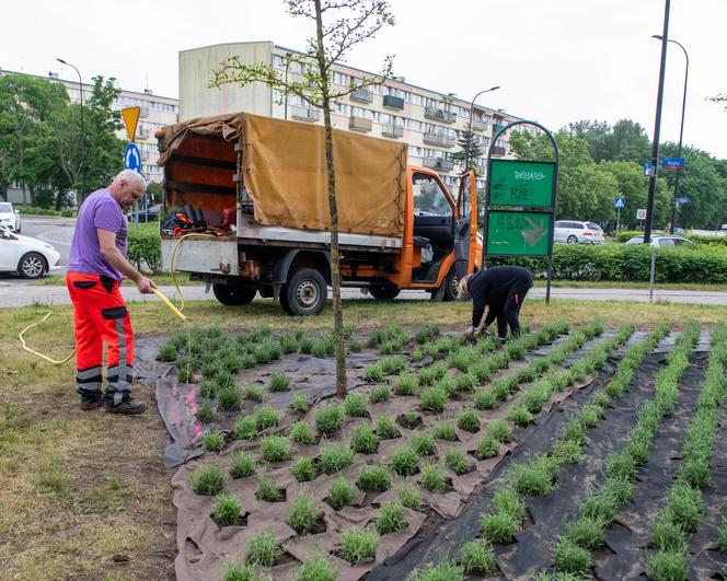 Lawendowe pole w Parku Żeromskiego. To zwycięski projekt z łódzkiego Budżetu Obywatelskiego