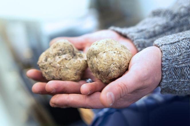 Trufle białe – 400 tys. zł za kilogram